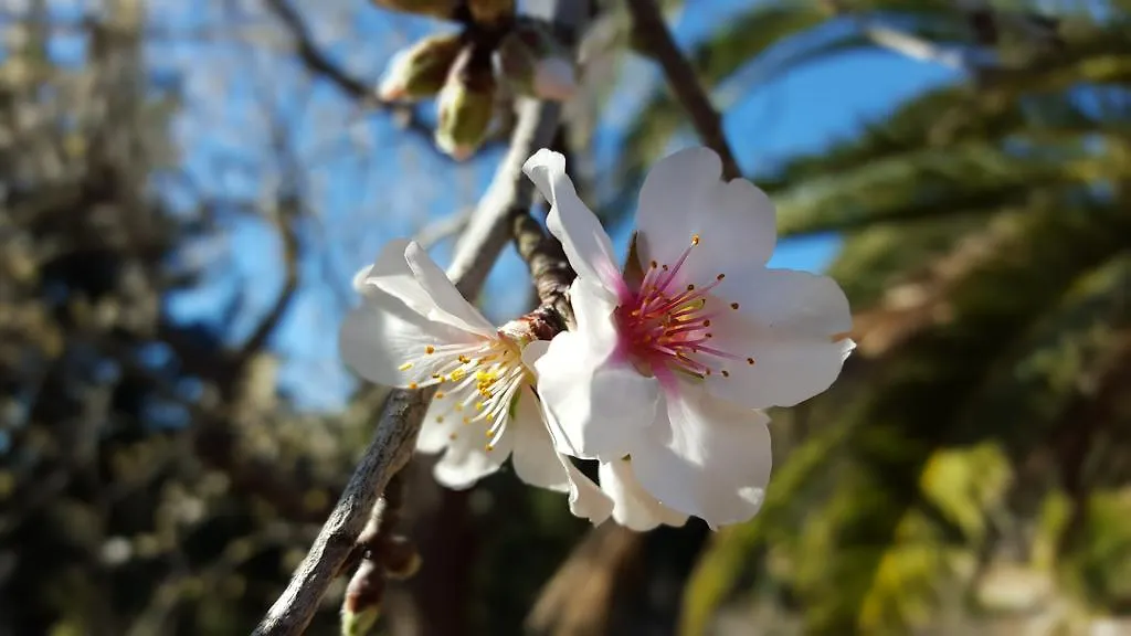 Agroturisme Finca Sa Maniga Bunyola